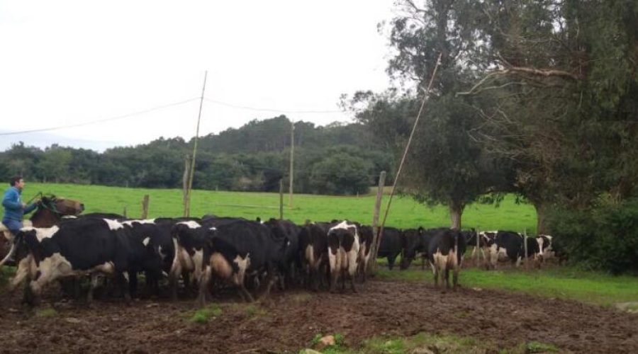 Preocupa proliferación de hongos y vuelco en cultivos de sorgo